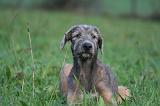 IRISH WOLFHOUND 239